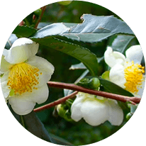 Camellia Sinensis